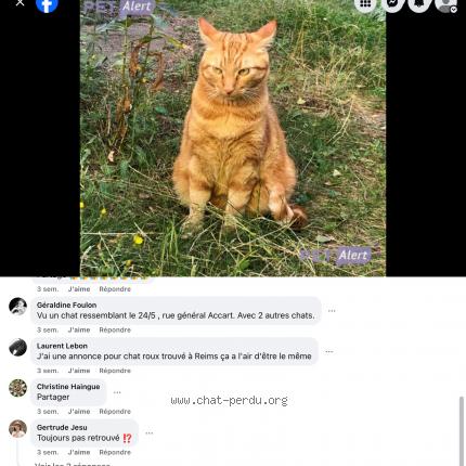 Photo 1/1 Cyrus Chat perdu à Reims