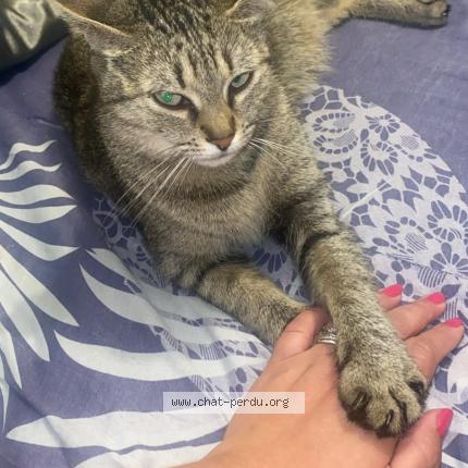 Photo 1/1 Nina Chat perdu à Villeparisis