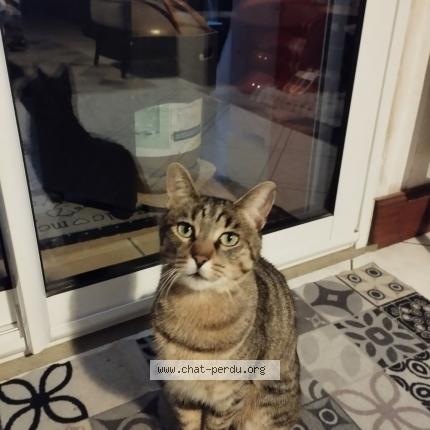 Photo de chat perdu à La Boussac