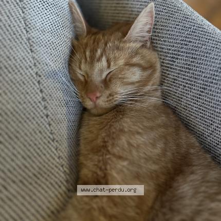 Photo 1/1 Chat retrouvé Perdu à Ferrieres Les Bois