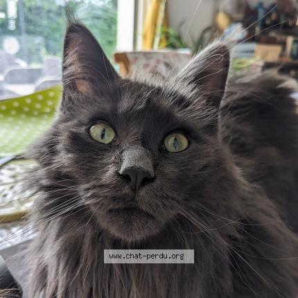 Photo 1/1 Vostok Chat perdu à Saint medard sur ille