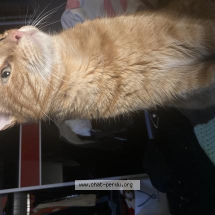 Photo de chat perdu à Chambery
