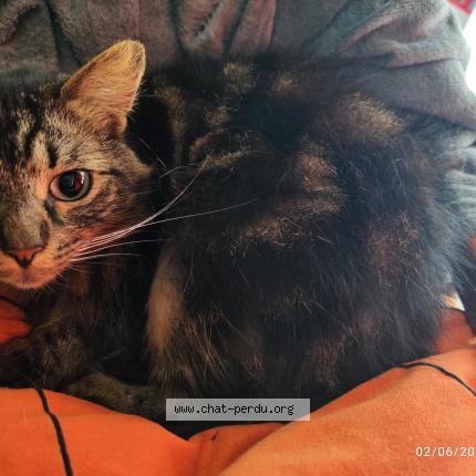 Photo 1/2 Marley Chat perdu à Les villages voveens