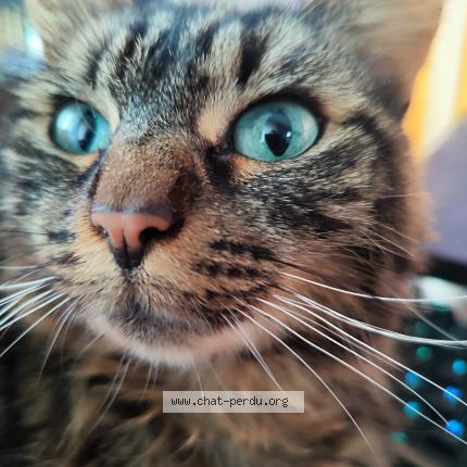 Photo 2/2 Marley Chat perdu à Les villages voveens