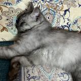 Photo de chat perdu à Karachi