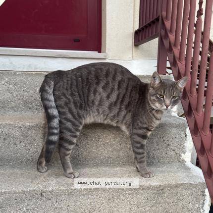 Photo de chat perdu à Ozoir La Ferriere