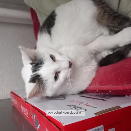 Photo 1/1 TOMMY Chat perdu à Oswald