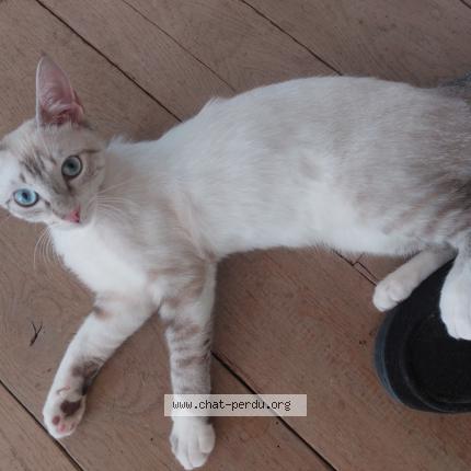 Photo 1/1 Chat retrouvé Perdu à Tonneins
