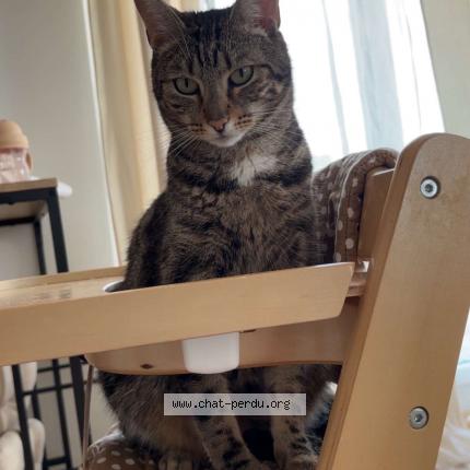 Photo 1/1 Saka Chat perdu à Coulommiers