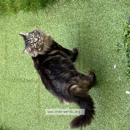 Photo de chat perdu à Clion
