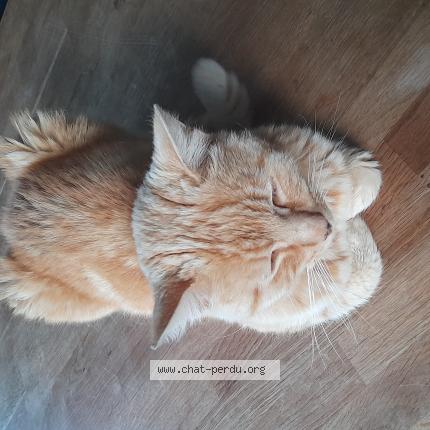 Photo de chat perdu à Cadillac En Fronsadais