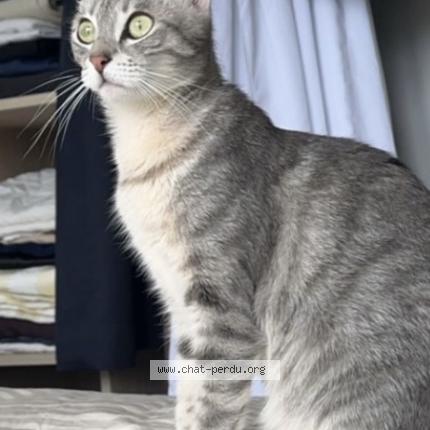 Photo 1/1 Kiri Chat perdu à Le raincy