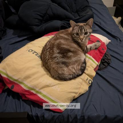 Photo 1/1 PIXOU Chat perdu à La couronne