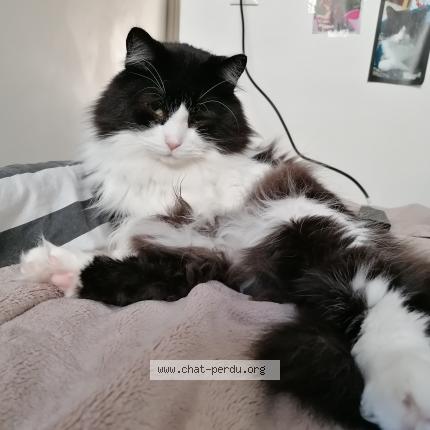 Photo 1/1 Moustache Chat perdu à Nantes