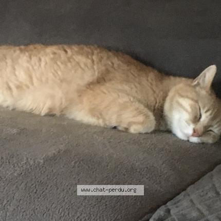 Photo 1/1 Chat retrouvé Perdu à Die