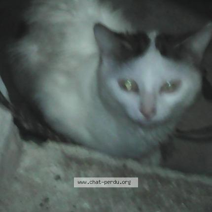 Photo 1/1 Bellette Chat perdu à Louerre