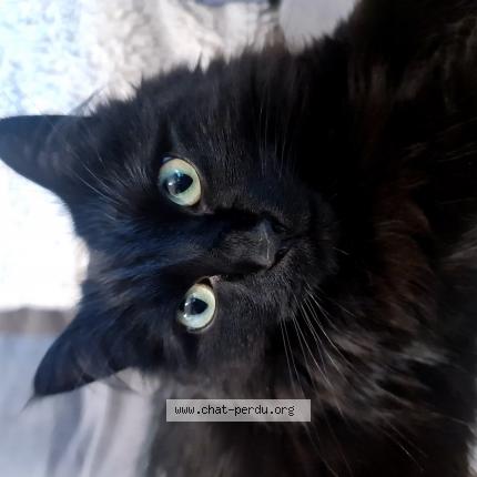 Photo de chat perdu à Saint Laurent Du Var