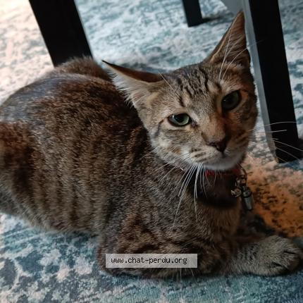 Photo 1/1 Loni Chat perdu à Champigny sur marne