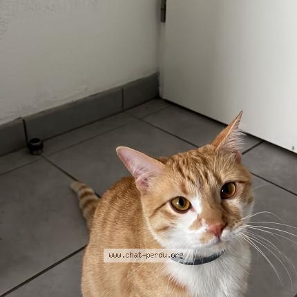 Photo 1/1 Chat retrouvé Perdu à Colomiers