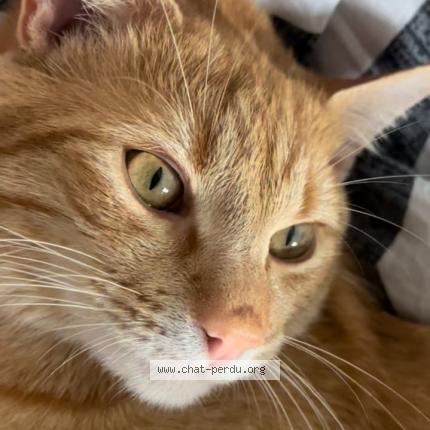 Photo 1/1 Mimi Chat perdu à Rochefort