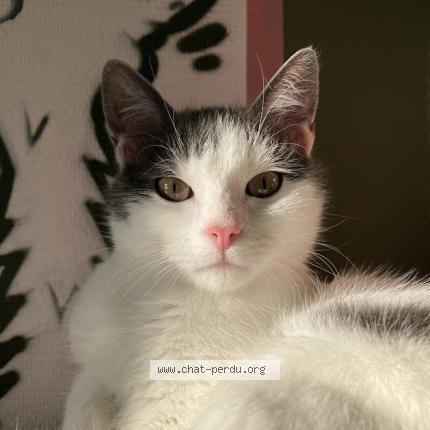 Photo de chat perdu à Strasbourg