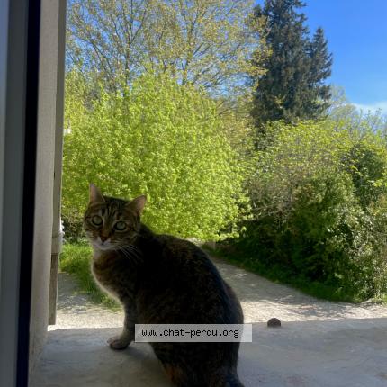 Photo 1/1 octavia Chat perdu à Lagnes