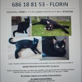 Photo de chat perdu à Zaragoza