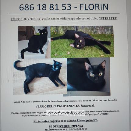 Photo 1/1 Beibi de Zaragoza Chat perdu à Zaragoza