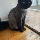 Photo de chat perdu à Highett