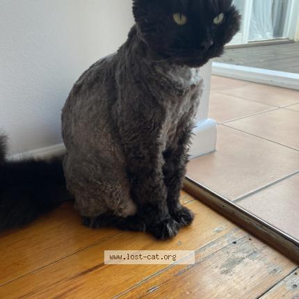 Photo 1/1 MARLEY Chat perdu à Highett