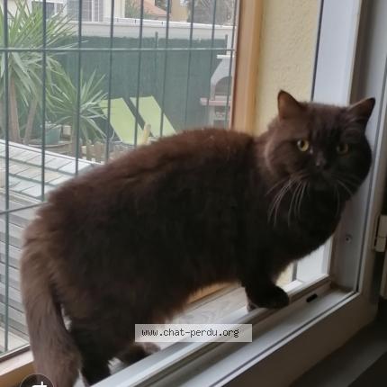Photo de chat perdu à Saint Andre