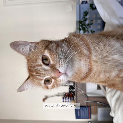 Photo de chat perdu à Limoges
