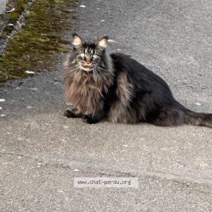Photo 1/1 Chat retrouvé Perdu à Hussigny Godbrange