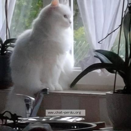 Photo 1/1 Maig Chat perdu à Hautmont