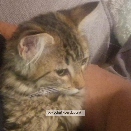 Photo 1/1 Pepette Chat perdu à La seyne sur mer