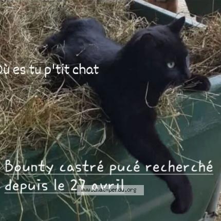 Photo 1/1 Bounty Chat perdu à Choisy en brie