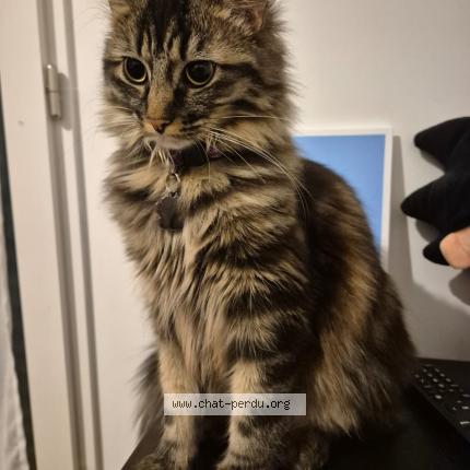 Photo 1/5 Chat retrouvé Perdu à Paris