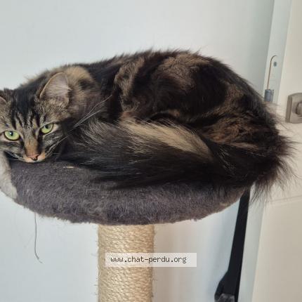 Photo 2/5 Chat retrouvé Perdu à Paris
