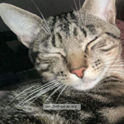 Photo 1/1 Mowgli Chat perdu à Houilles