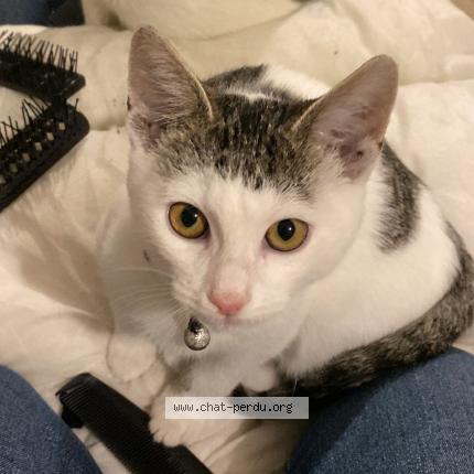 Photo 1/1 Tomi Chat perdu à Ville