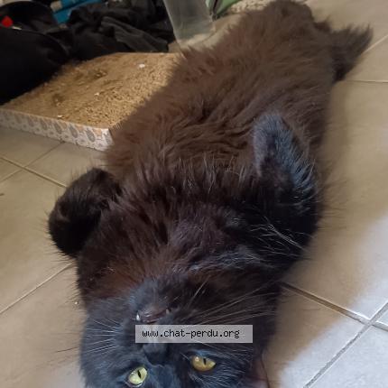 Photo de chat perdu à Toulon