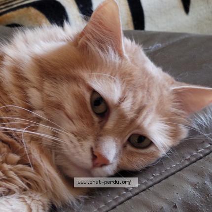 Photo de chat perdu à Granges Sur Lot