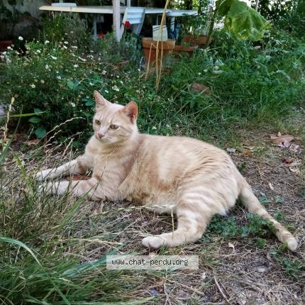 Photo de chat trouvé à Les Essards