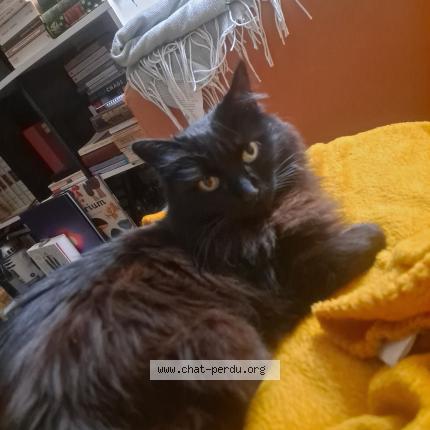 Photo 1/1 Colette Chat perdu à Nantes