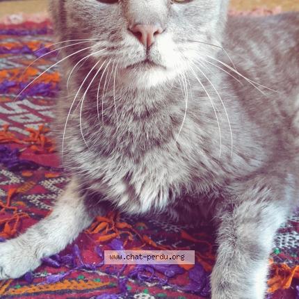 Photo 1/1 PETCHOU Chat perdu à Nanclars