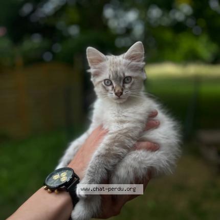 Photo de chat perdu à Villeneuve Sur Lot