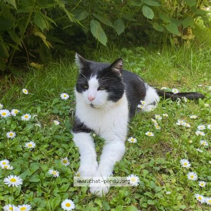 Photo 1/1 Chat retrouvé Perdu à Biscarosse