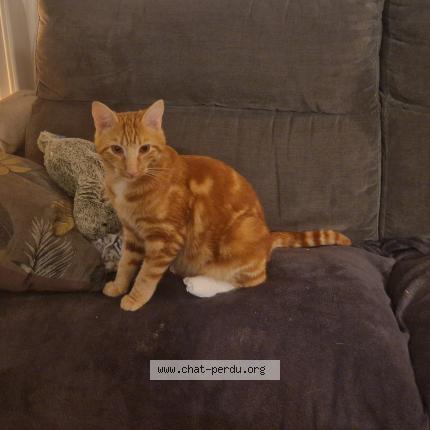 Photo de chat perdu à Poisy