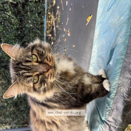 Photo de chat perdu à Roquettes