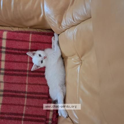 Photo 1/1 Api Chat perdu à Meschers sur gironde